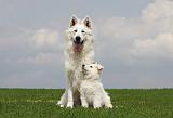 BERGER BLANC SUISSE - ADULTS ET PUPPIES 027